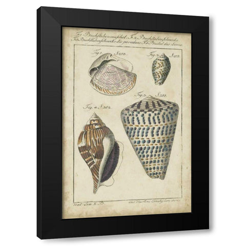 Vintage Shell Study II Black Modern Wood Framed Art Print by Martini