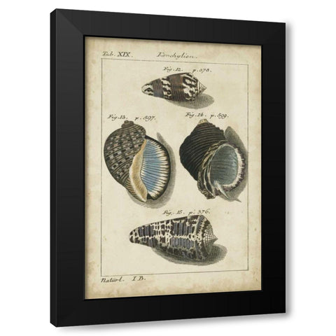 Vintage Shell Study III Black Modern Wood Framed Art Print by Martini