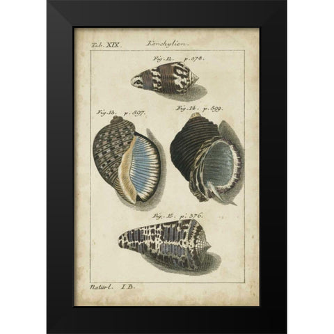 Vintage Shell Study III Black Modern Wood Framed Art Print by Martini