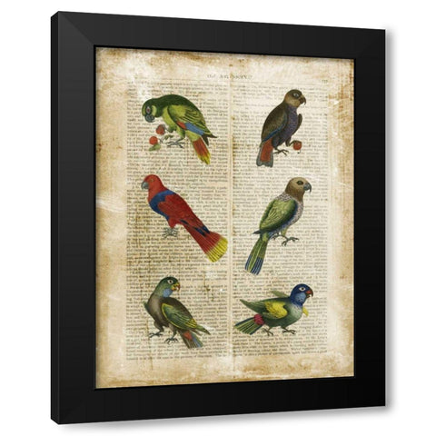 Antiquarian Parrots I Black Modern Wood Framed Art Print by Vision Studio