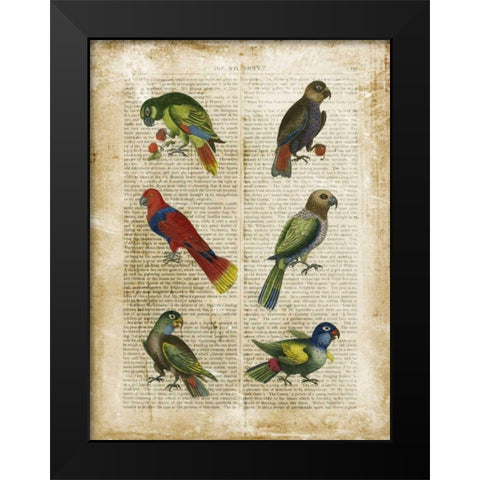 Antiquarian Parrots I Black Modern Wood Framed Art Print by Vision Studio