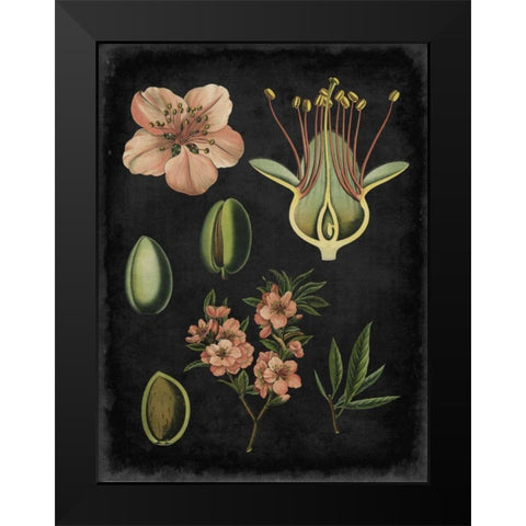 Study in Botany I Black Modern Wood Framed Art Print by Vision Studio