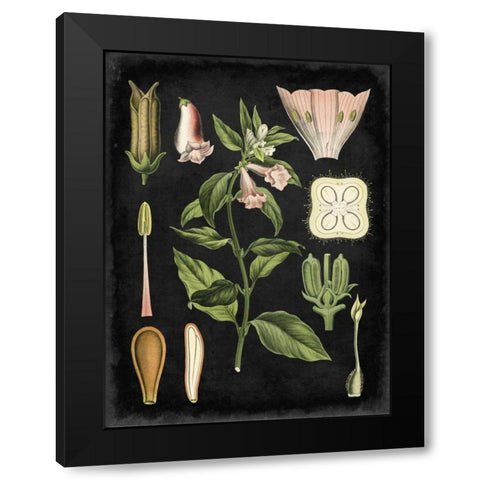 Study in Botany II Black Modern Wood Framed Art Print with Double Matting by Vision Studio