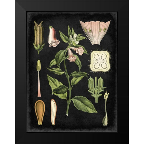 Study in Botany II Black Modern Wood Framed Art Print by Vision Studio