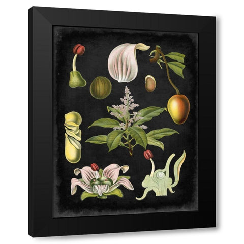 Study in Botany III Black Modern Wood Framed Art Print with Double Matting by Vision Studio