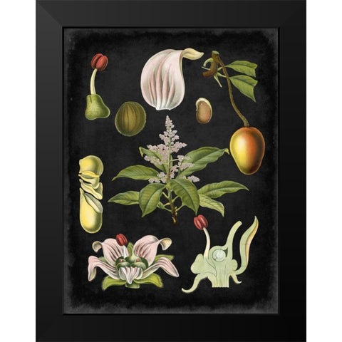 Study in Botany III Black Modern Wood Framed Art Print by Vision Studio