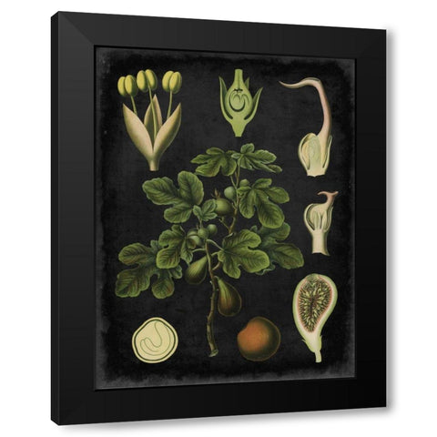 Study in Botany IV Black Modern Wood Framed Art Print by Vision Studio