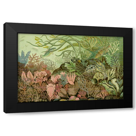 Seaweed Panorama Black Modern Wood Framed Art Print by Unknown