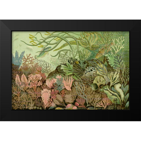 Seaweed Panorama Black Modern Wood Framed Art Print by Unknown