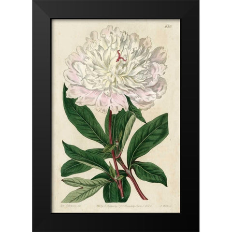 Imperial Floral I Black Modern Wood Framed Art Print by Vision Studio
