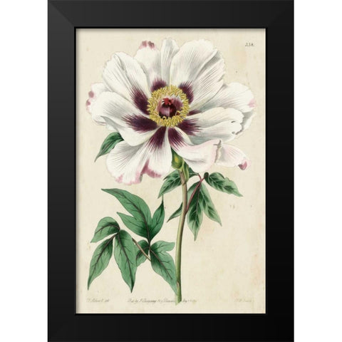 Imperial Floral II Black Modern Wood Framed Art Print by Vision Studio