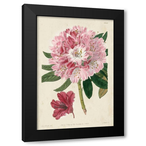 Imperial Floral III Black Modern Wood Framed Art Print with Double Matting by Vision Studio