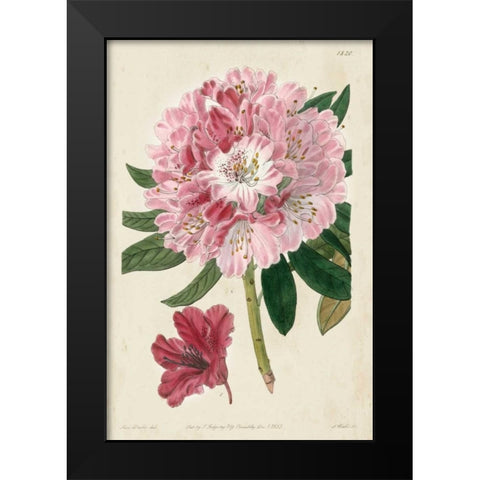 Imperial Floral III Black Modern Wood Framed Art Print by Vision Studio