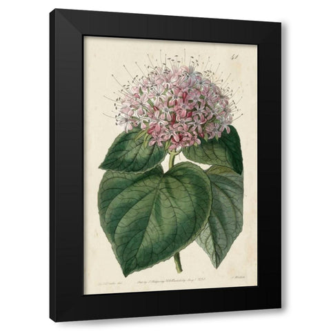 Imperial Floral IV Black Modern Wood Framed Art Print with Double Matting by Vision Studio