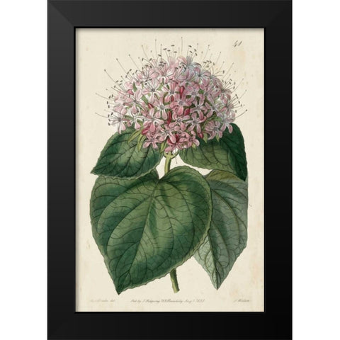 Imperial Floral IV Black Modern Wood Framed Art Print by Vision Studio