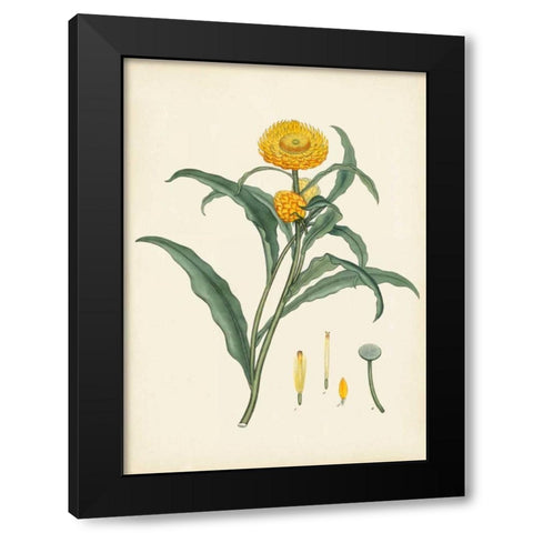 Splendors of Botany I Black Modern Wood Framed Art Print by Unknown