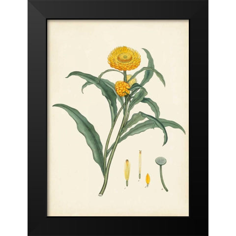 Splendors of Botany I Black Modern Wood Framed Art Print by Unknown