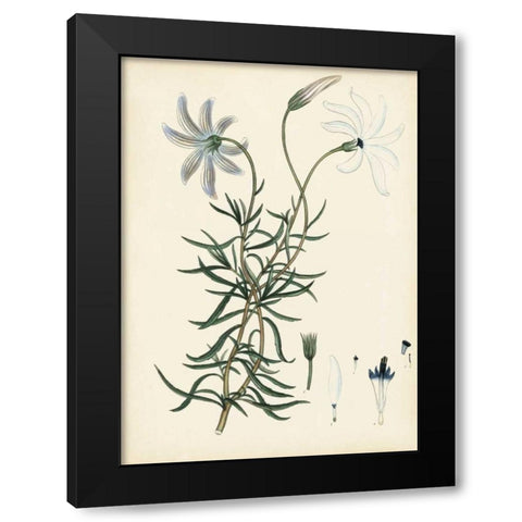 Splendors of Botany II Black Modern Wood Framed Art Print with Double Matting by Unknown
