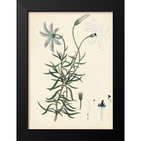 Splendors of Botany II Black Modern Wood Framed Art Print by Unknown