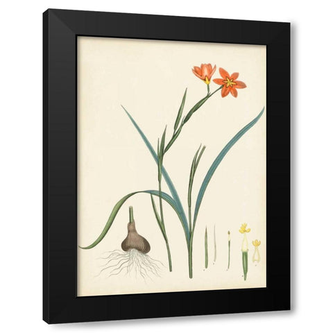 Splendors of Botany III Black Modern Wood Framed Art Print with Double Matting by Unknown