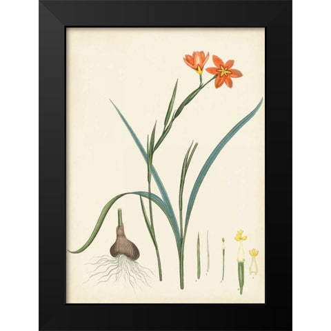 Splendors of Botany III Black Modern Wood Framed Art Print by Unknown