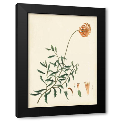 Splendors of Botany IV Black Modern Wood Framed Art Print with Double Matting by Unknown