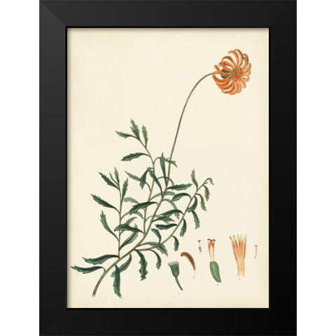 Splendors of Botany IV Black Modern Wood Framed Art Print by Unknown