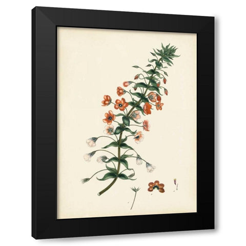 Splendors of Botany V Black Modern Wood Framed Art Print with Double Matting by Unknown