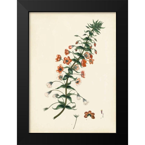 Splendors of Botany V Black Modern Wood Framed Art Print by Unknown