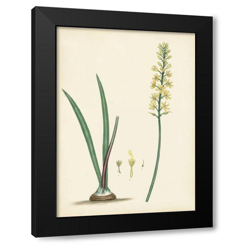 Splendors of Botany VI Black Modern Wood Framed Art Print by Unknown