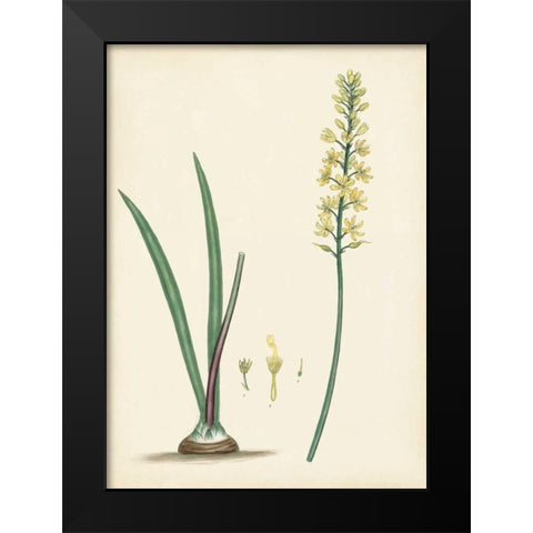 Splendors of Botany VI Black Modern Wood Framed Art Print by Unknown
