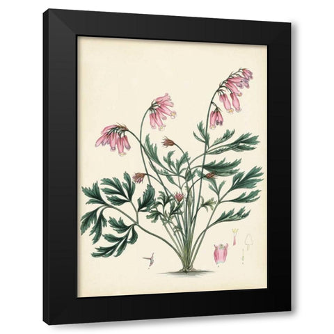 Splendors of Botany VII Black Modern Wood Framed Art Print with Double Matting by Unknown