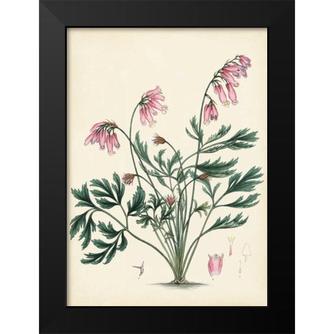 Splendors of Botany VII Black Modern Wood Framed Art Print by Unknown