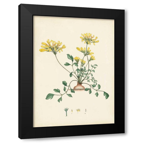 Splendors of Botany VIII Black Modern Wood Framed Art Print by Unknown