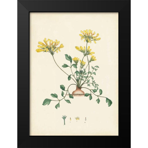 Splendors of Botany VIII Black Modern Wood Framed Art Print by Unknown