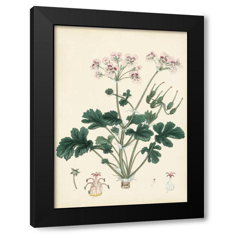 Splendors of Botany IX Black Modern Wood Framed Art Print by Unknown