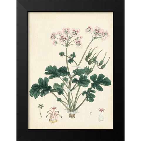 Splendors of Botany IX Black Modern Wood Framed Art Print by Unknown