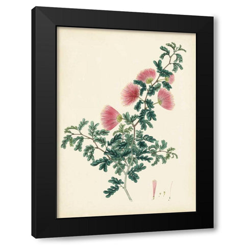 Splendors of Botany X Black Modern Wood Framed Art Print by Unknown