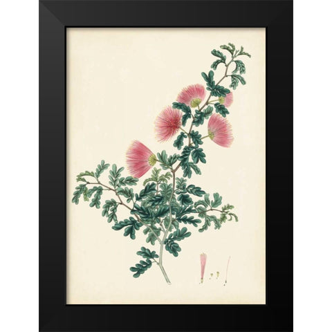 Splendors of Botany X Black Modern Wood Framed Art Print by Unknown