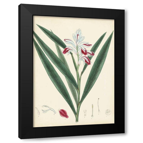 Splendors of Botany XI Black Modern Wood Framed Art Print by Unknown