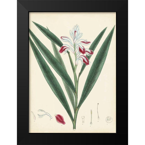 Splendors of Botany XI Black Modern Wood Framed Art Print by Unknown