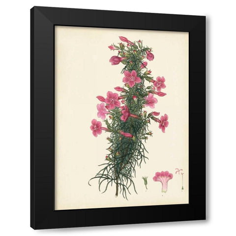 Splendors of Botany XII Black Modern Wood Framed Art Print by Unknown