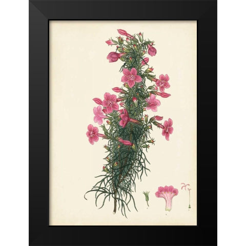 Splendors of Botany XII Black Modern Wood Framed Art Print by Unknown