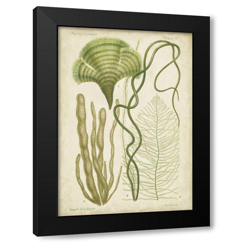 Seaweed Specimen in Green II Black Modern Wood Framed Art Print with Double Matting by Vision Studio