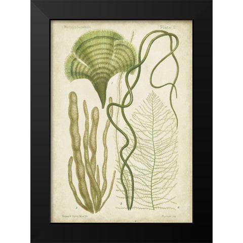 Seaweed Specimen in Green II Black Modern Wood Framed Art Print by Vision Studio