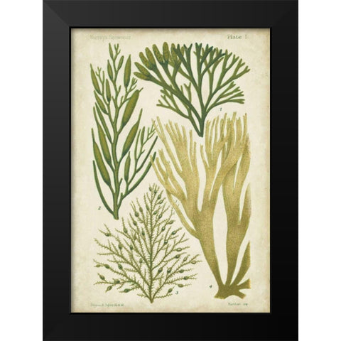 Seaweed Specimen in Green III Black Modern Wood Framed Art Print by Vision Studio