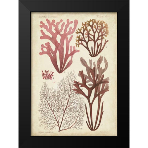 Seaweed Specimen in Coral II Black Modern Wood Framed Art Print by Vision Studio