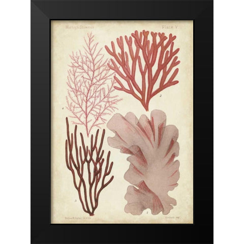 Seaweed Specimen in Coral III Black Modern Wood Framed Art Print by Vision Studio