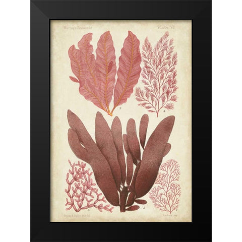 Seaweed Specimen in Coral IV Black Modern Wood Framed Art Print by Vision Studio