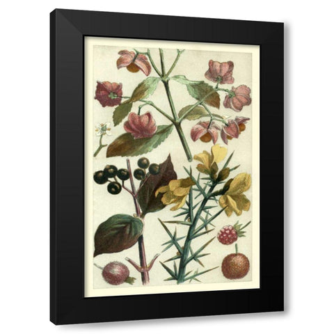 Fruits and Foliage I Black Modern Wood Framed Art Print by Vision Studio